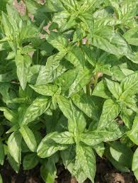 Basil (Sweet) Essential Oil