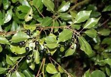 Camphor Essential Oil