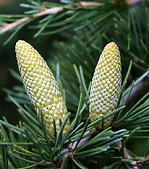 Cedarwood Essential Oil