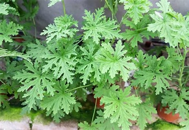 Citronella Essential Oil