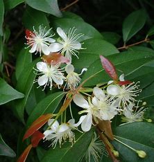 Copaiba Balsam Essential Oil