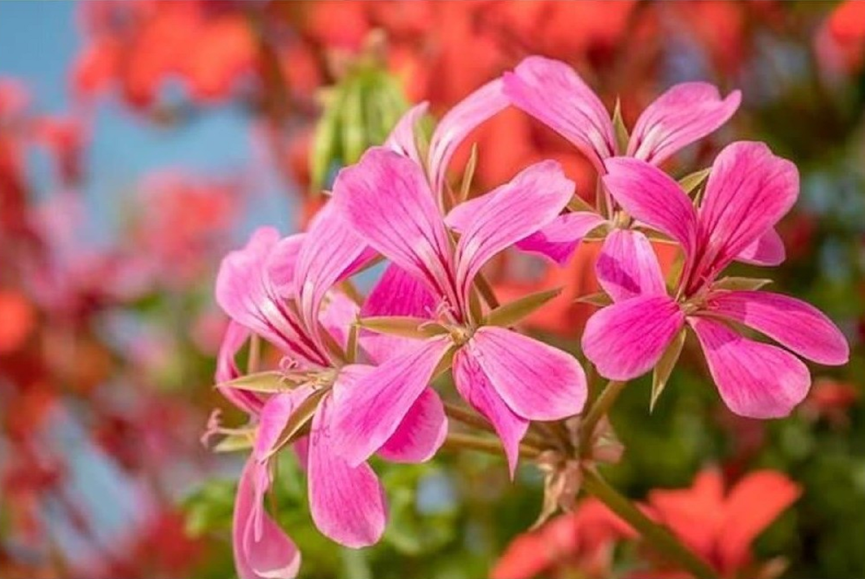 Geranium (Rose) Essential Oil 