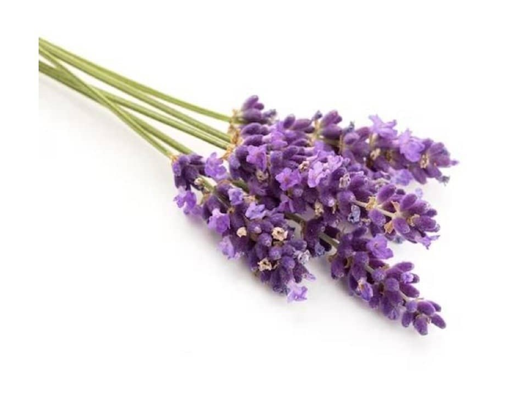 Lavender Essential Oil