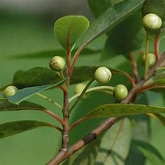 Litsea Cubeba Essential Oil