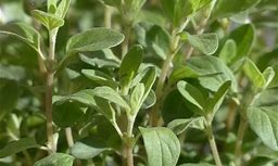 Marjoram Essential Oil