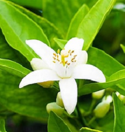 Niaouli Essential Oil