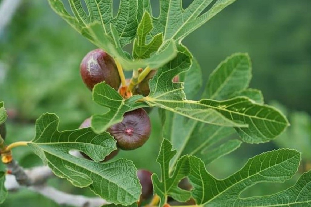 Nutmeg Essential Oil