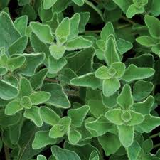 Origanum Essential Oil