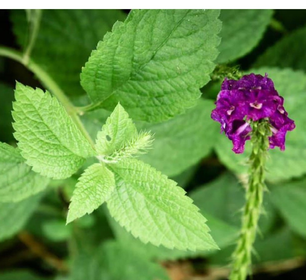 Patchouli Essential Oil