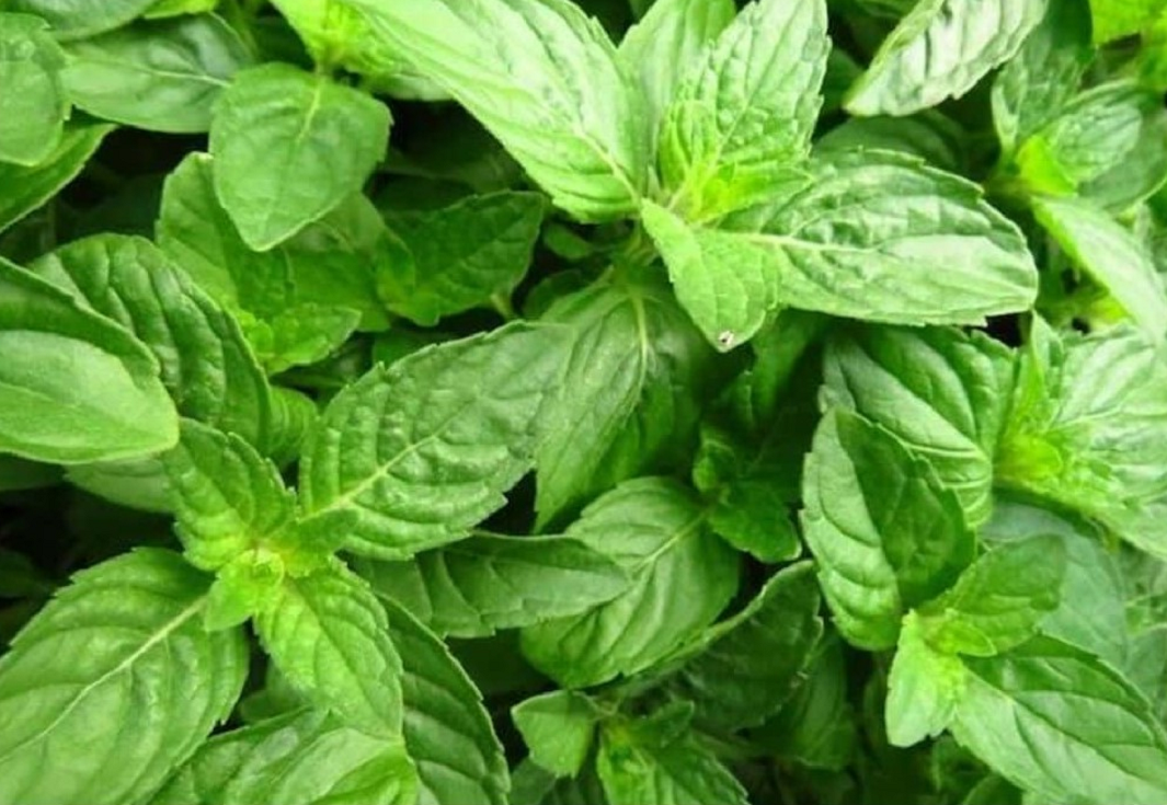 Peppermint Essential Oil