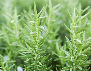 Rosemary Essential Oil