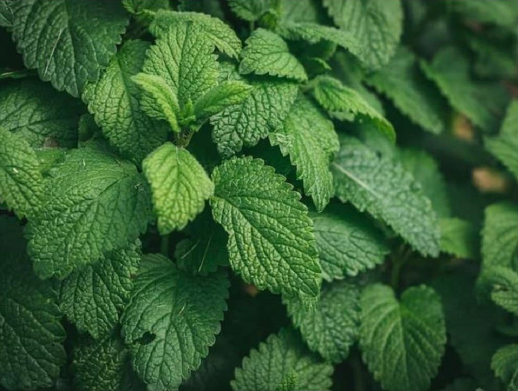 Spearmint Essential Oil