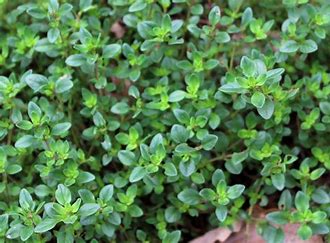 Thyme Essential Oil