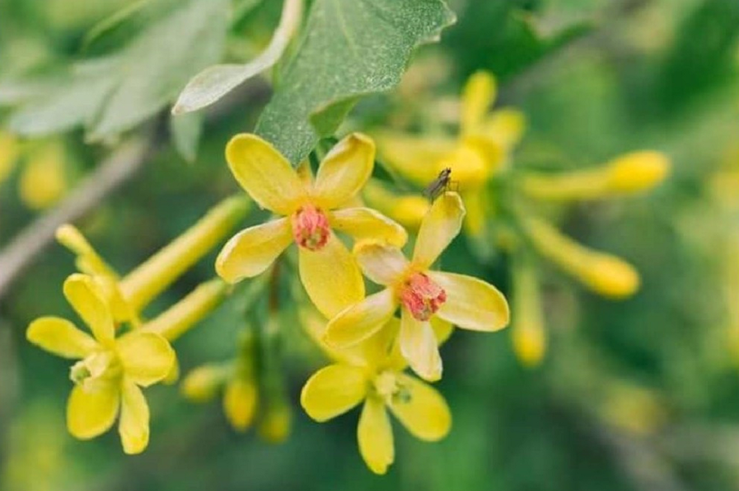 Ylang Ylang Essential Oil