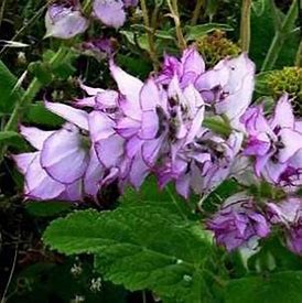 Clary Sage Essential Oil